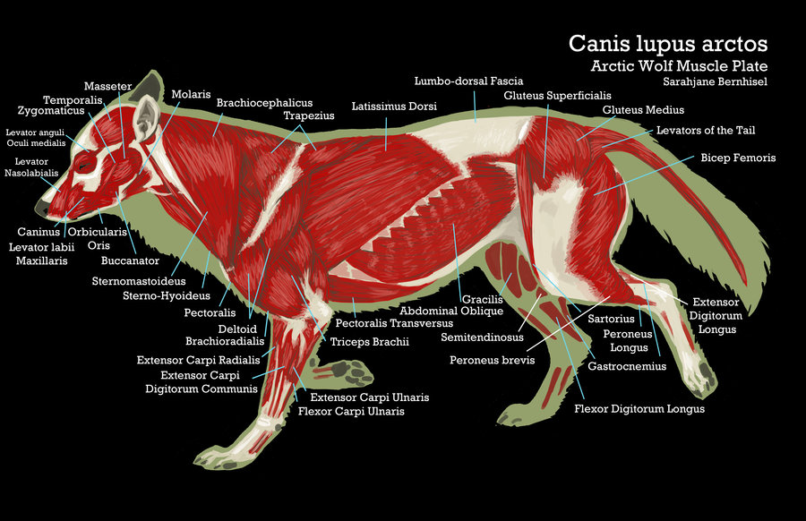 The Muscular Anatomy of the Arctic Wolf (Canis lupus ... fox nervous system diagram 